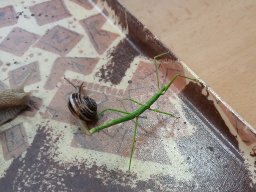 Na paloučku v jetelíčku