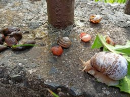 Na paloučku v jetelíčku