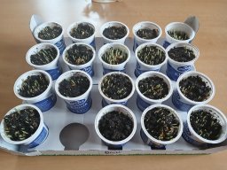 Jak jsme probudili Vílu Sněženku